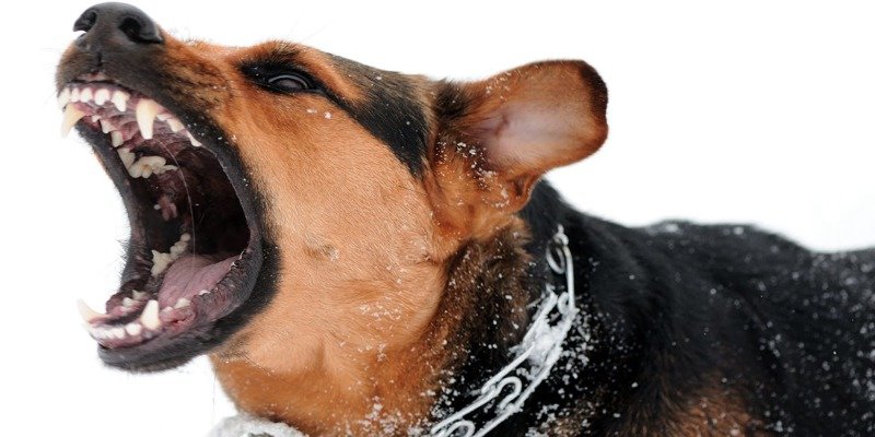 Что делать, если на вас напала собака: 5 важных советов