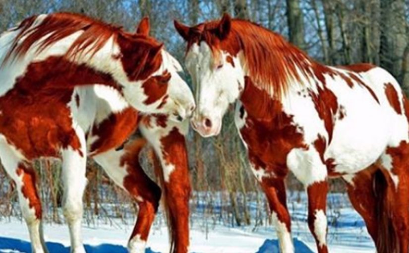 Подборка самых красивых лошадей на планете…
