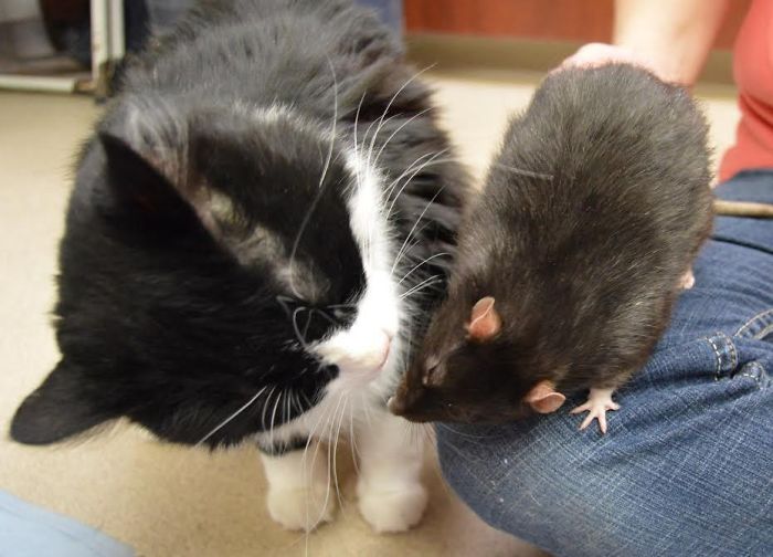 В это невозможно поверить, но кот, собака и крыса стали неразлучными друзьями