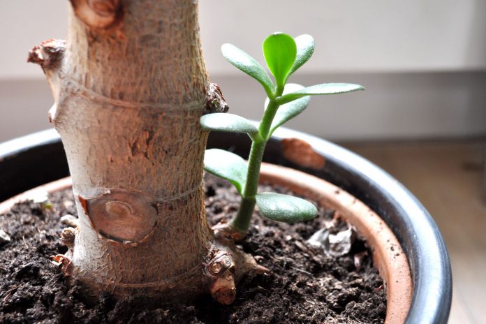 Как правильно посадить денежное дерево