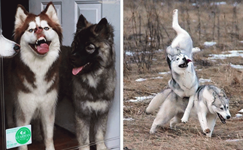 16 фотодоказательств того, что хаски — невероятно харизматичные собаки, с которыми невозможно соскучиться