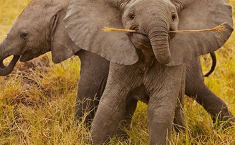 30 фотографий самых милых новорожденных слонят