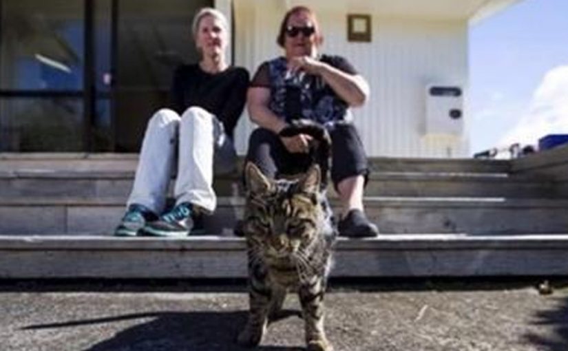 В Новой Зеландии разоблачили кота, который жил на две семьи