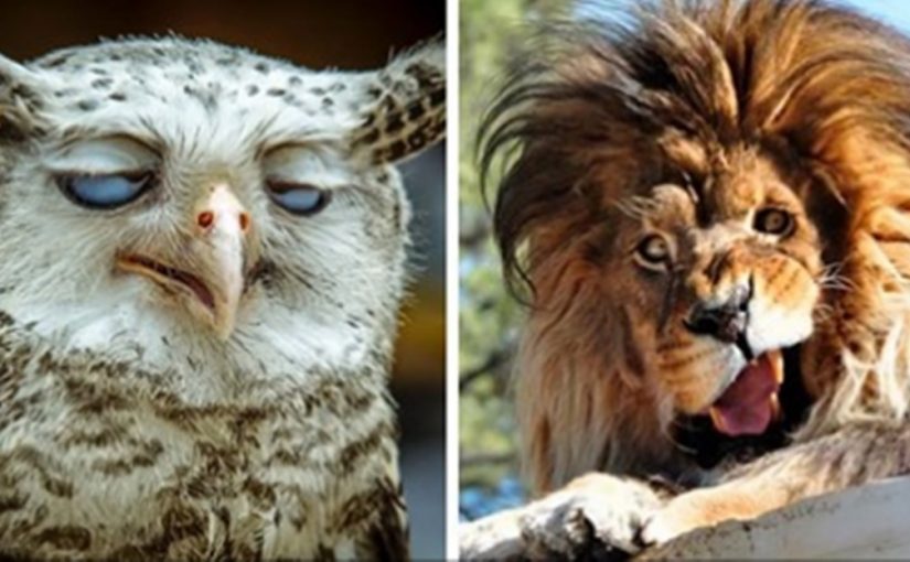 30 удивительно нефотогеничных животных, над которыми вы будете смеяться весь день