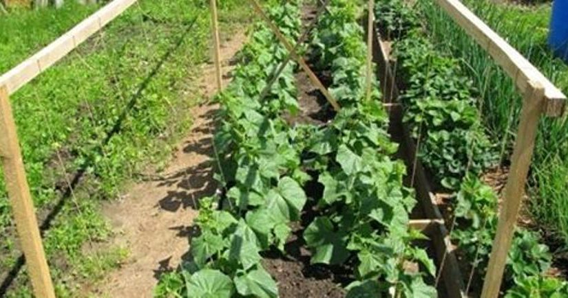 Как выращивать огурцы – пошаговая инструкция для начинающих
