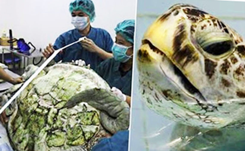 Тайські лікарі розкрили черепаху. Коли вони побачили, що знаходилося в її животі — їх здивуванню не було меж!